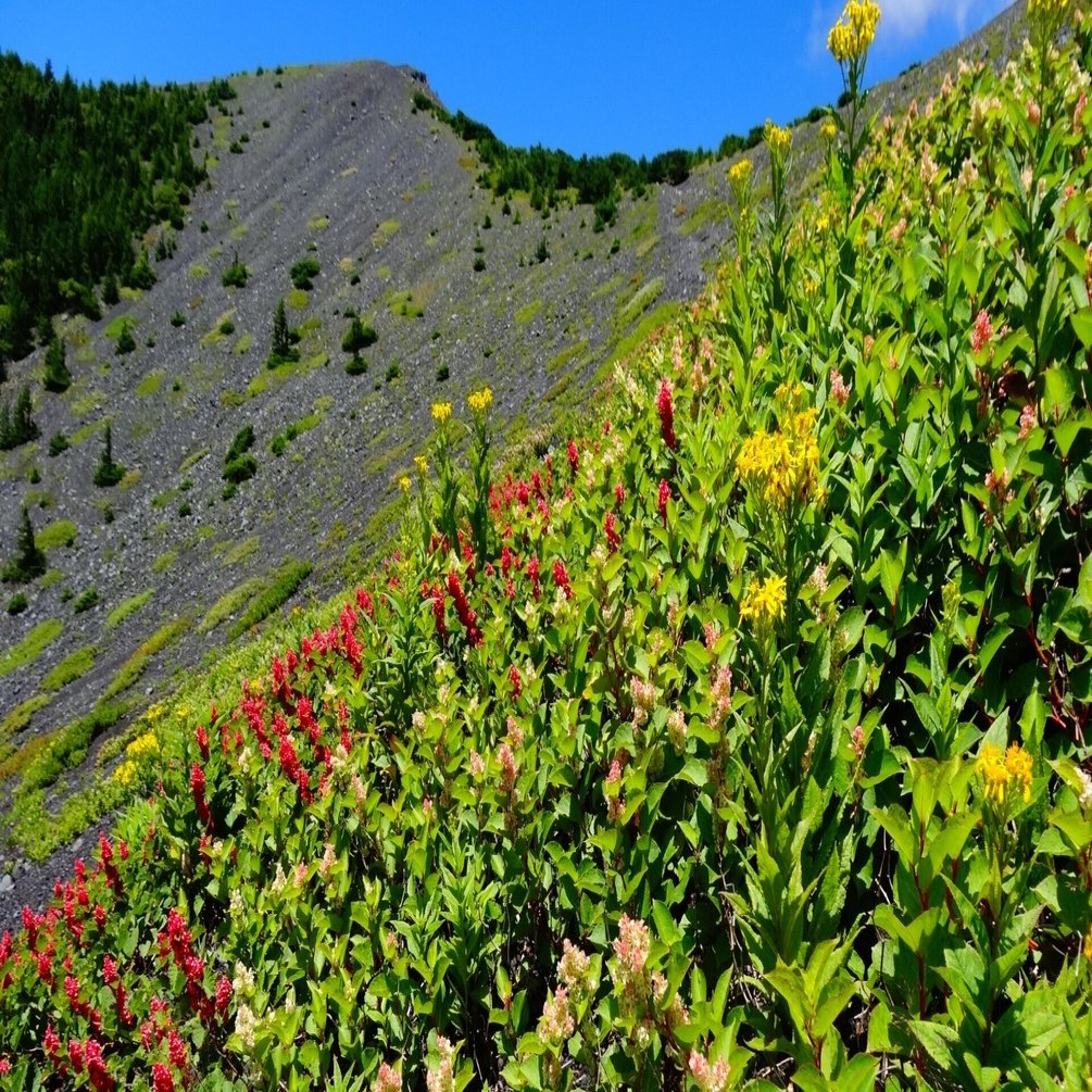 原色高山植物大図鑑 原色高山植物図鑑 1 (コンパクト版 11) |本 | 通販