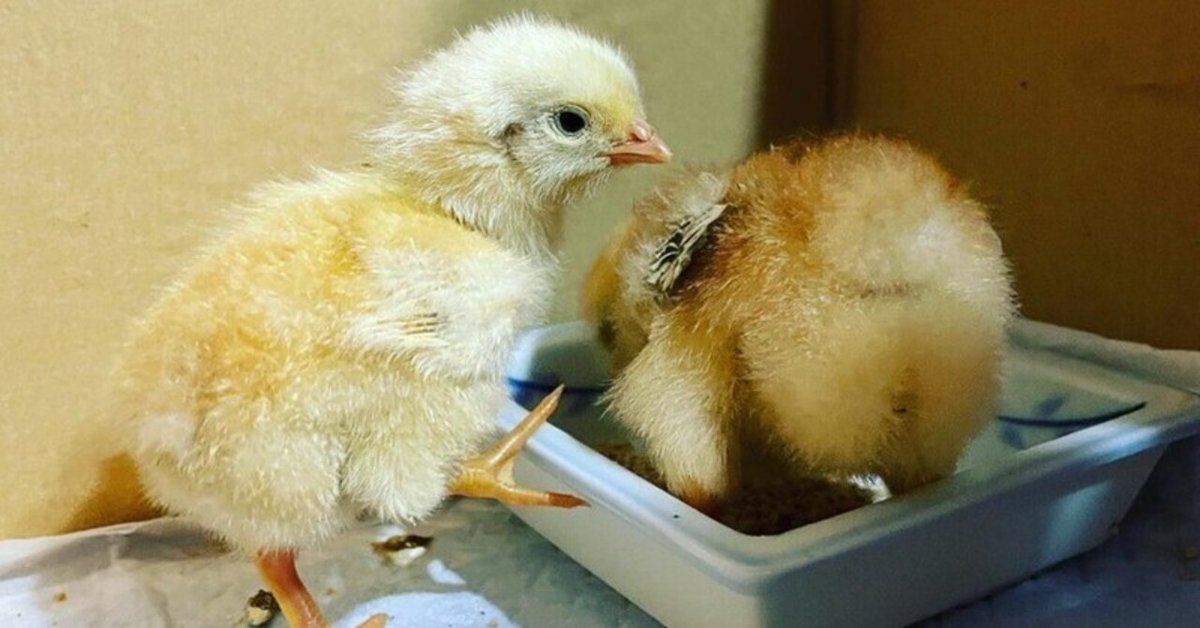 油絵　専用　卵のふ化を見る鳥のつがい 油絵 専用 卵のふ化を見る鳥のつがい