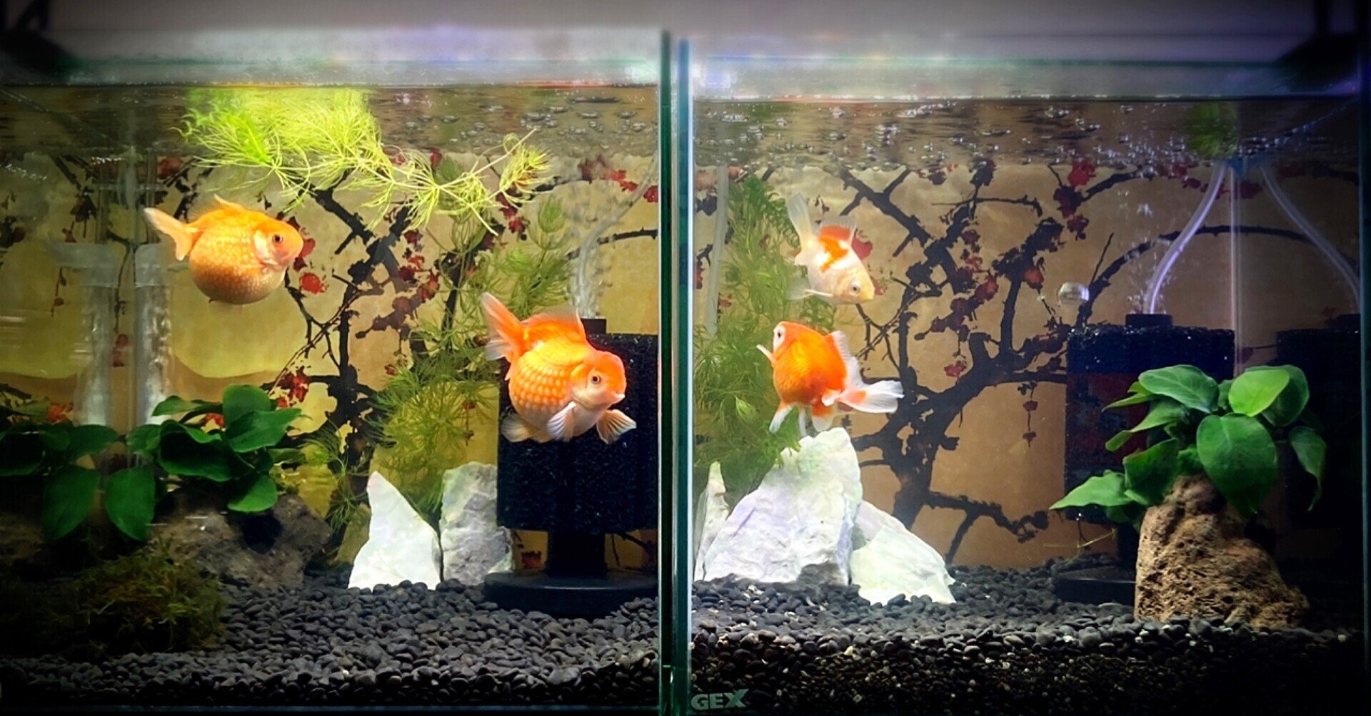 水槽 300キューブ水槽2本 ほのきち Note 水槽 300キューブ水槽2本 ほのきち Note