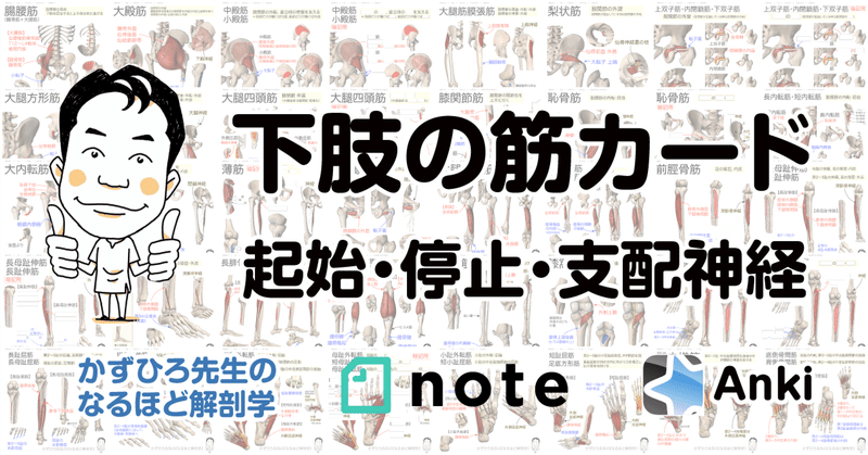 かずひろ先生の【徹底的国試対策】解剖学 - 運動器系｜かずひろ