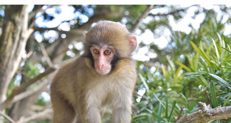 陸の生き物の写真図鑑 Yohaku Photo 猿 Yohaku Photo Note