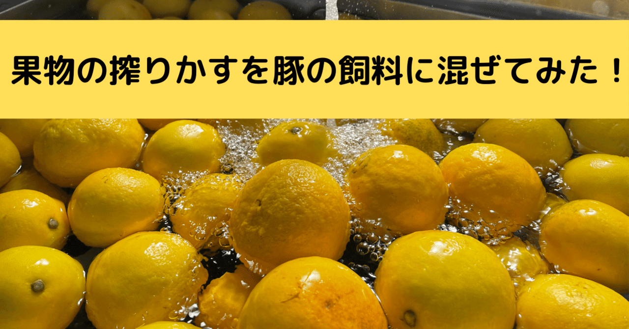 大分県産カボス（かぼす　メガ盛り　20㎏ 大分県産カボス（かぼす メガ盛り 20㎏ 大分県産かぼす特集: まるっ