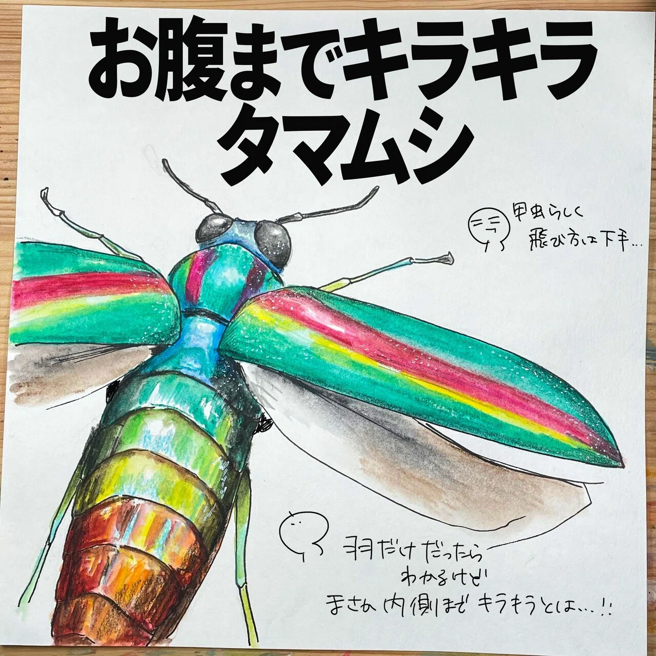お腹までキラキラ。タマムシ｜くますけ｜自然ガイド・クリエイター