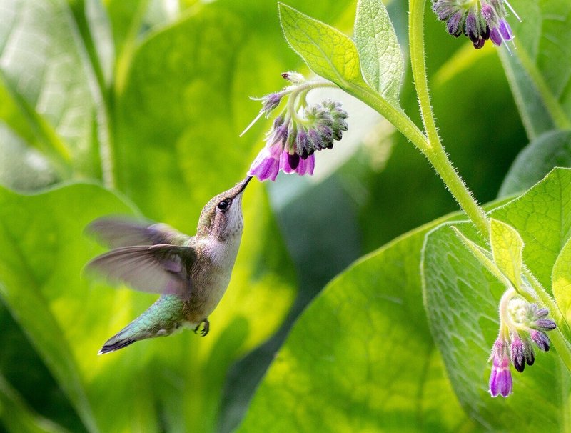 ハチドリと紫の花
