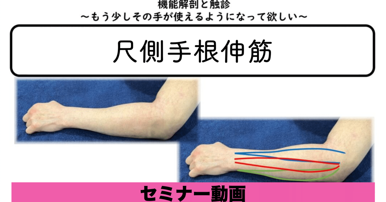 機能解剖と触診〜尺側手根伸筋〜セミナー動画【サロンVIP会員