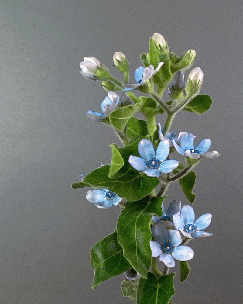 オキシペタルム ピュアブルー Hanaimo店主 Sakiko Suzuki Note