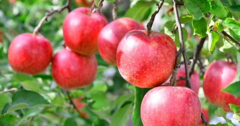 なぜハーバードの研究者たちは毎日リンゴを食べるのか？②