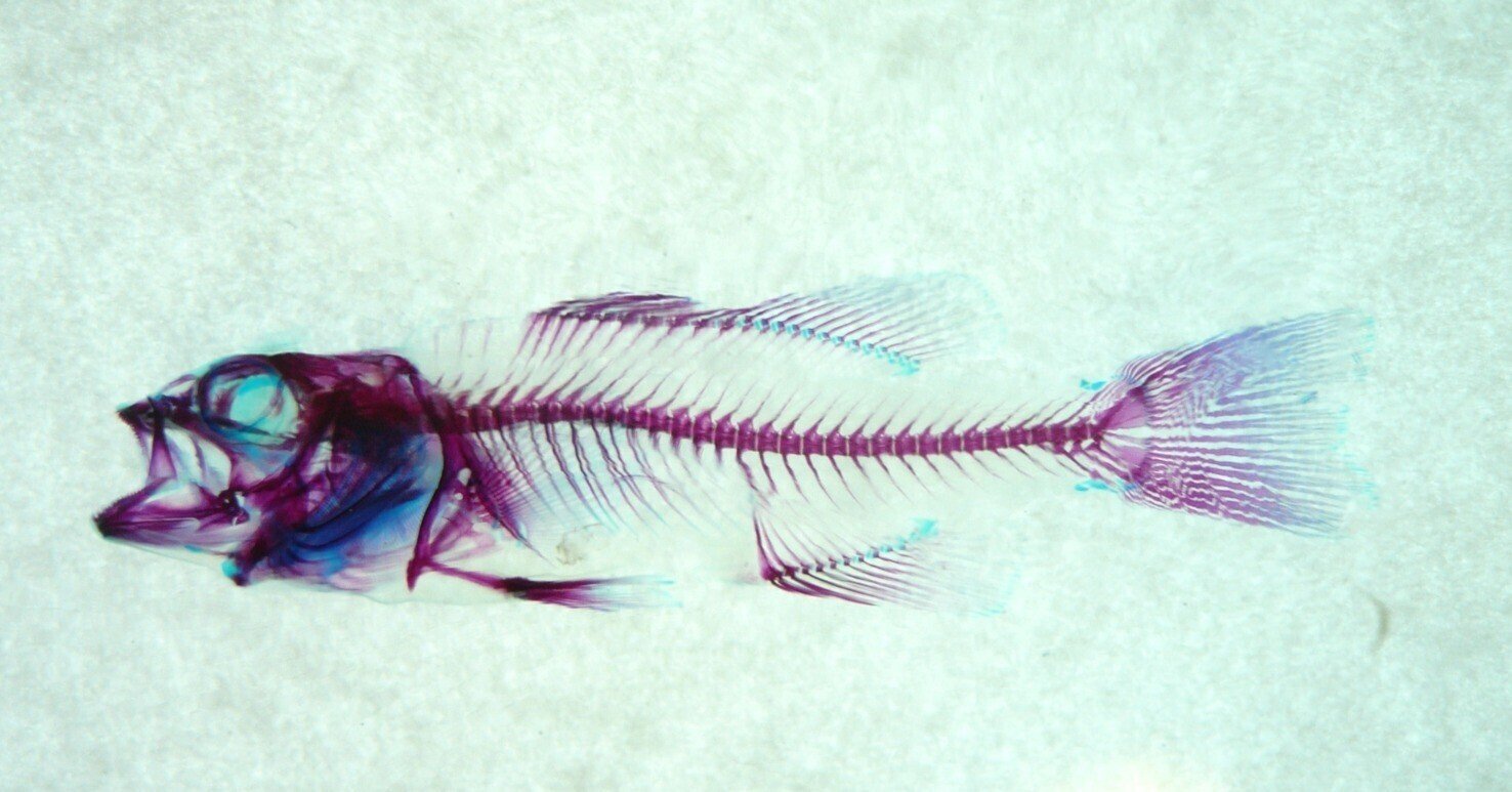 【透明骨格標本】ノーザンバラムンディ 幼魚 この夏！うみの杜で透明骨格標本を作ろう！｜仙台うみの杜水族館