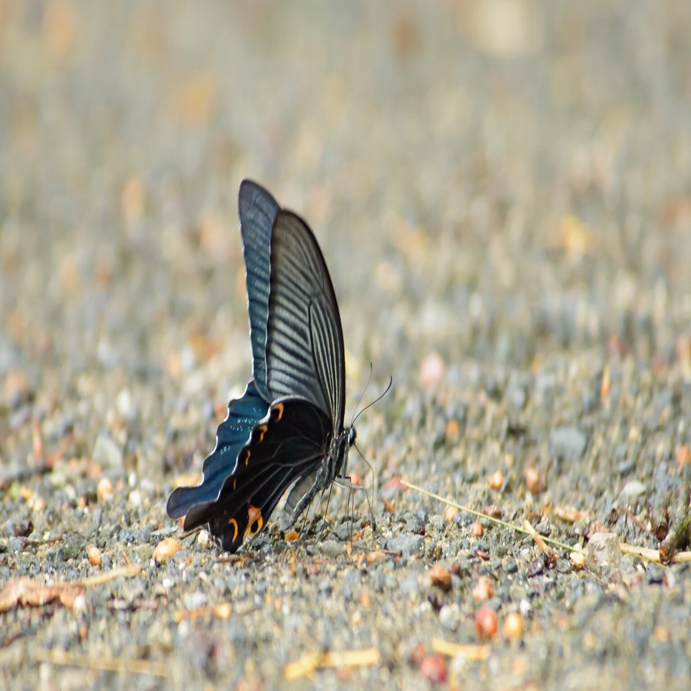 カラスアゲハ 烏揚羽 の写真 Chinese Peacock Butterfly Photo Yohaku Photo Note