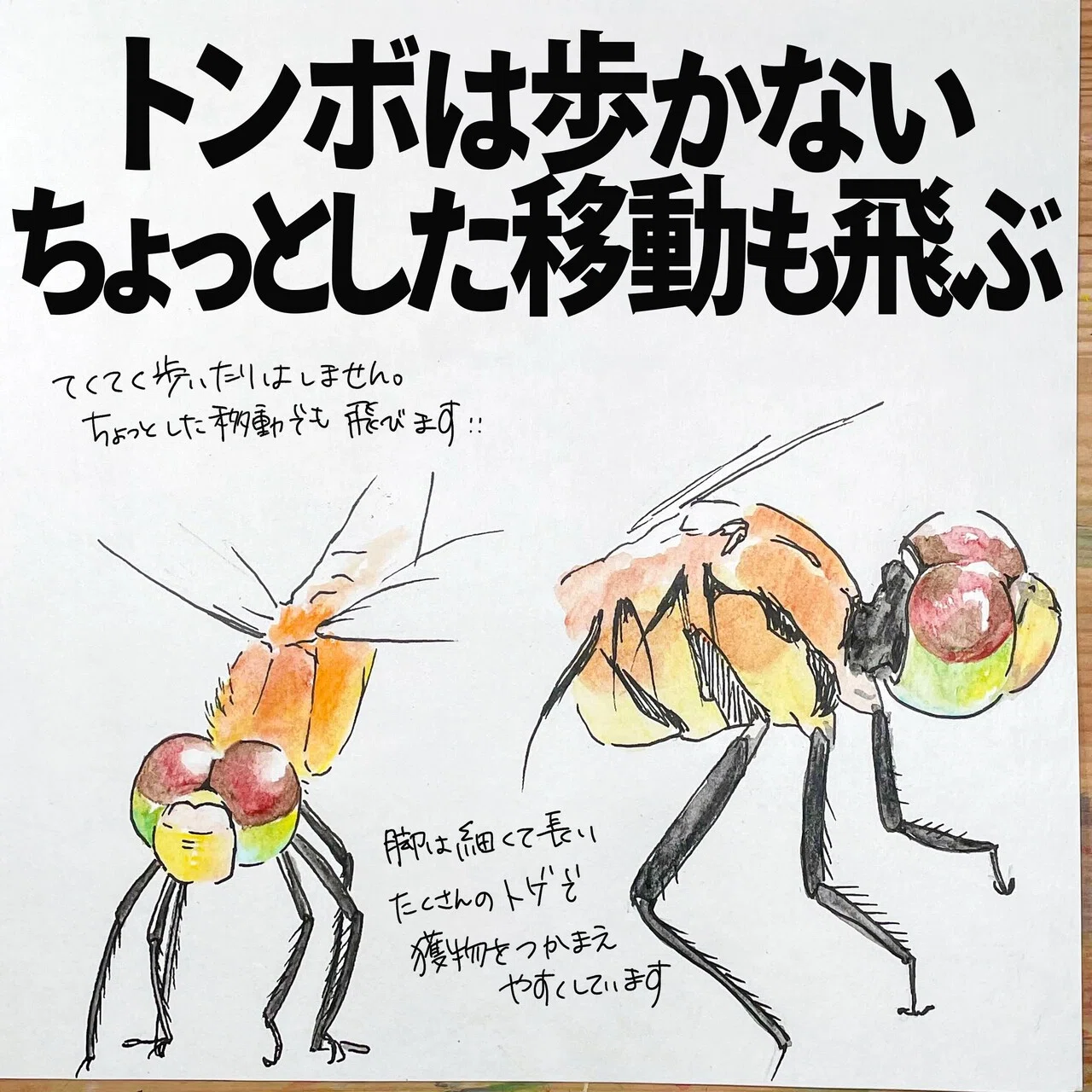 トンボは歩かない。ちょっとした移動も飛ぶ｜くますけ｜自然ガイド