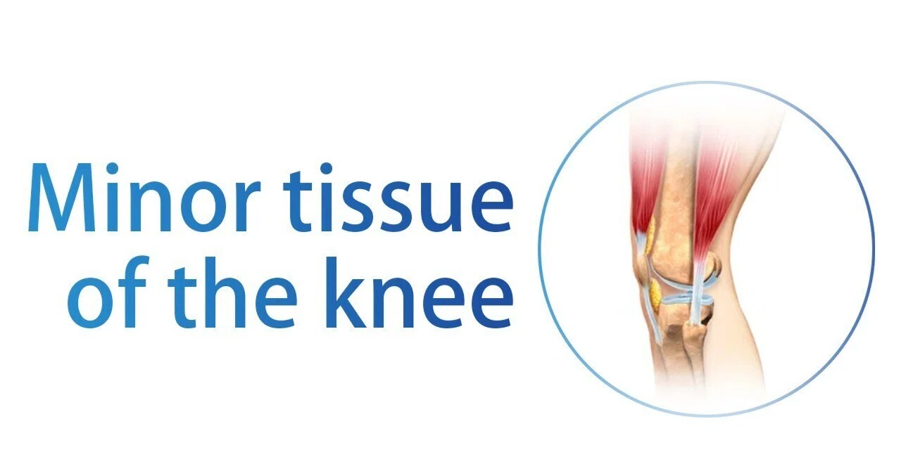 Minor Knee Spring Minor tissue of the knee|吉澤遼馬