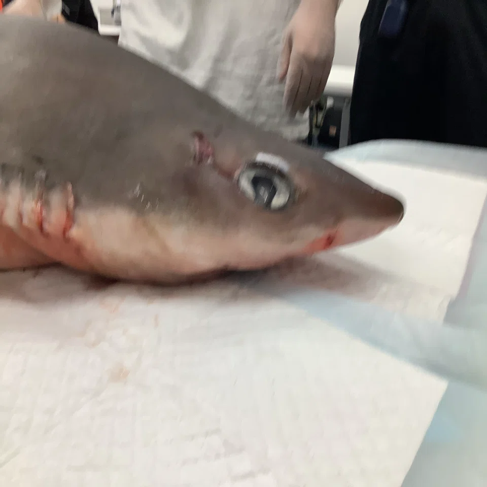 フトツノザメの胎仔｜シャークジャーナリスト沼口麻子