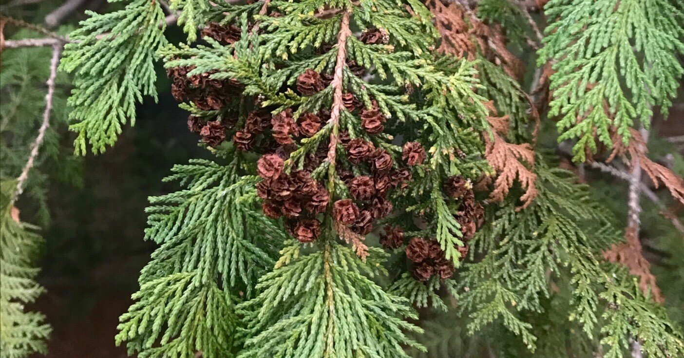 樹木図鑑 Vol 23 サワラ 魚の検索に埋もれるにはあまりに勿体ない樹 Harunire0321 Note 樹木図鑑 Vol 23 サワラ 魚の検索に埋もれるにはあまりに勿体ない樹 Harunire0321 Note