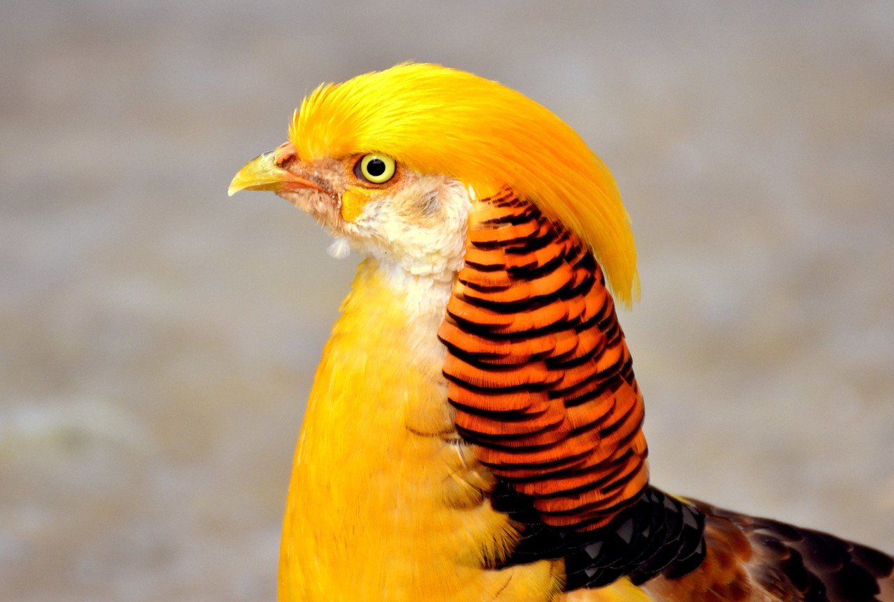 キンケイ 鳥 31 キンケイ 鳥 値段 Blogakuwolusae キンケイ 鳥 31 キンケイ 鳥 値段 Blogakuwolusae