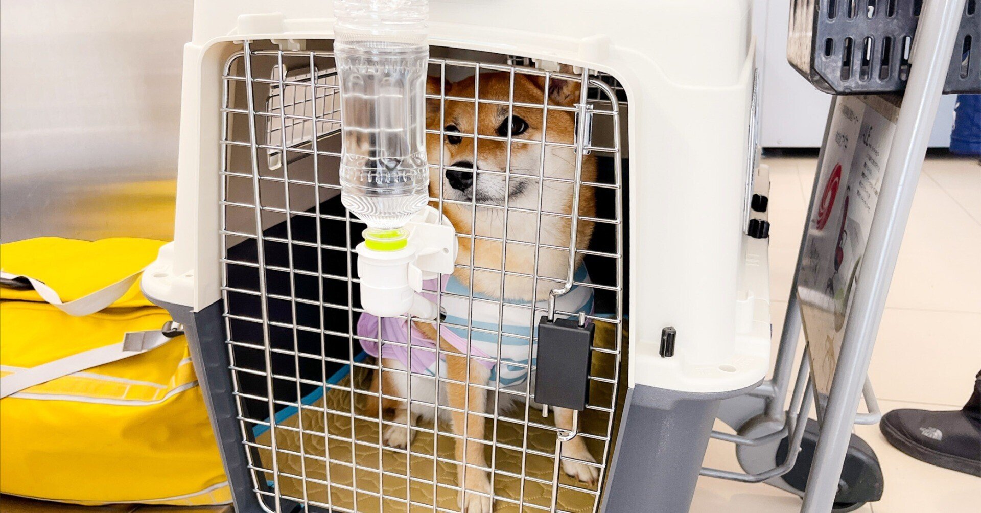 22年版 愛犬を海外に連れて行く時の手続き ヨーロッパ編 ももっぷの中の人 Note