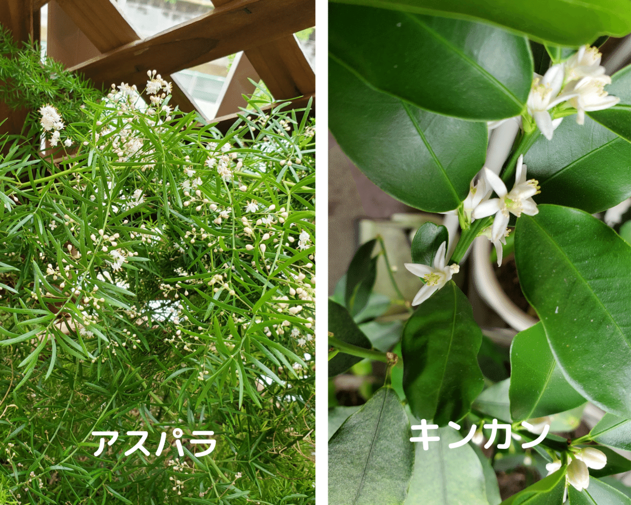 おはようございます アスパラガス 左 と 金柑 右 の花が咲きました 毎年この時期に小さく可愛らしく咲いてくれます 金柑の羽裏に 揚羽蝶の幼虫が育ち飛び立つのですが 今年はいなかったなぁ 場所 千世 ちせ Note