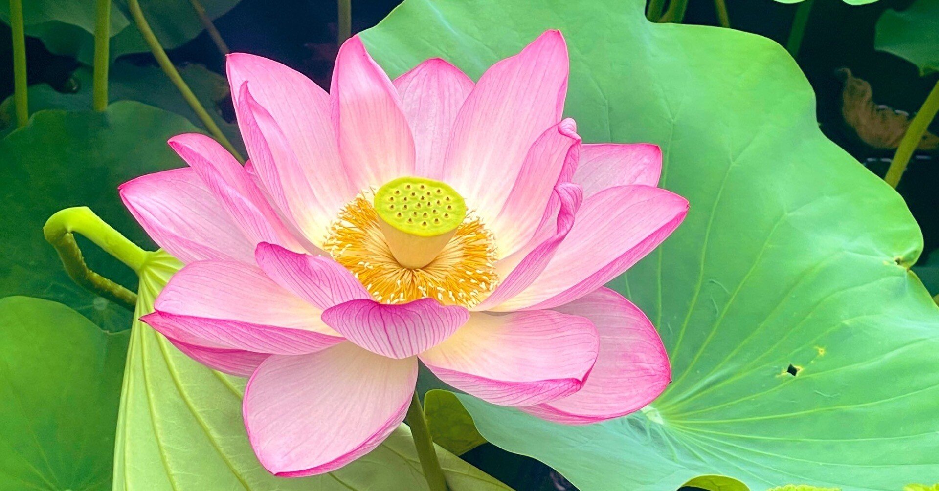 0c4266c5b2f67656fcc090e7718c45