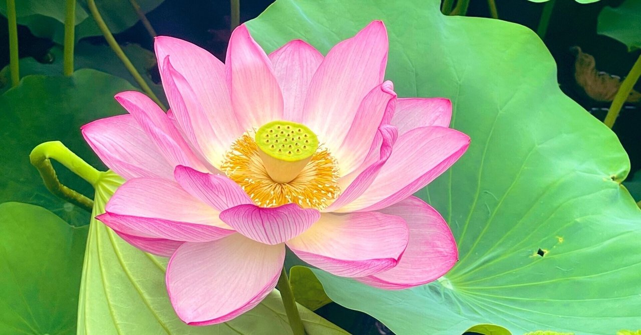 不忍池の蓮（7月8日撮影）｜上野案内所
