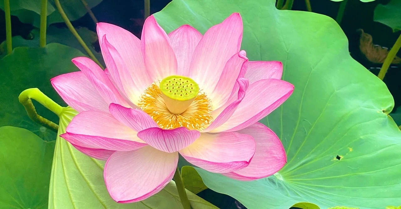 不忍池の蓮（7月8日撮影）｜上野案内所