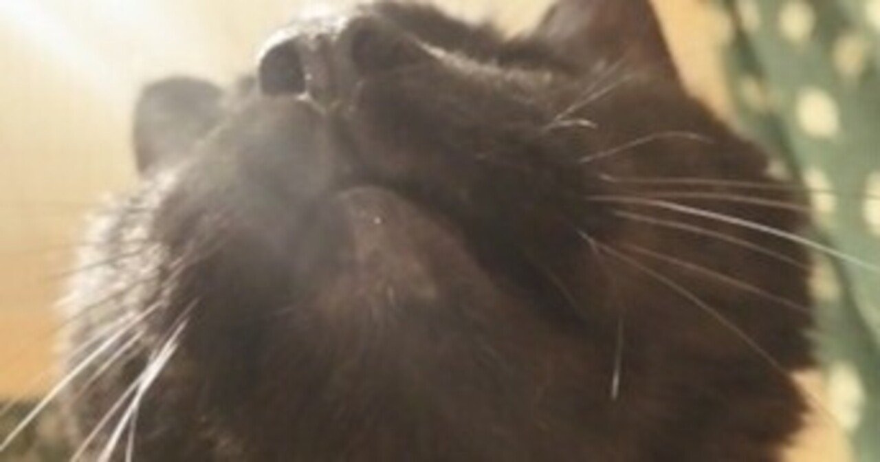 テレビの催眠術2 プーチンとウクライナ情勢 にゃんた猫天師 Note テレビの催眠術2 プーチンとウクライナ情勢 にゃんた猫天師 Note