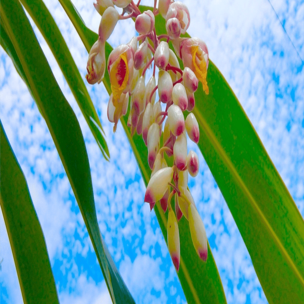 南国鹿児島の南国ぽい植物の話ーうっとりするほど美しい 月桃 の花 Haco ガーデンプランナー 庭のある暮らし植物のある暮らし Note