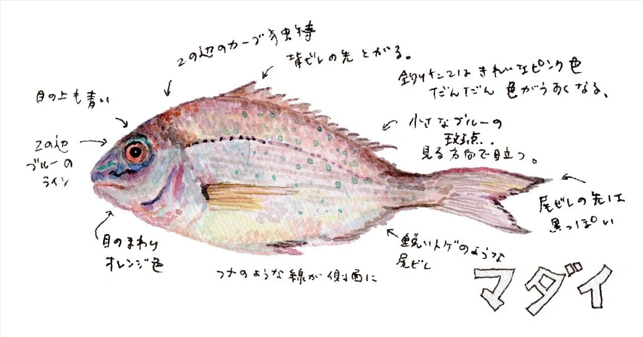 三浦半島釣り魚図鑑(35) マダイ｜さんぽ絵ずし