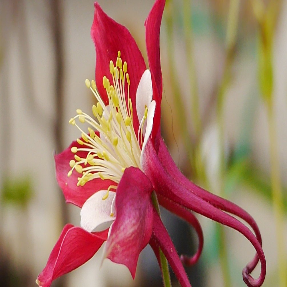赤いオダマキの花 中岡 はじめ Note