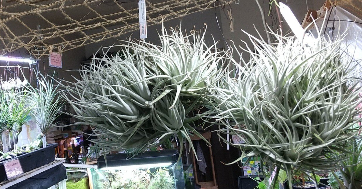 7b5a46dd0bc80dc3f29c7f7fada8a4