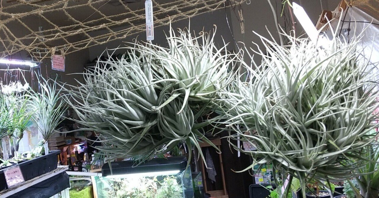 チランジア入荷リスト7/1｜NatureGarden🌿神田