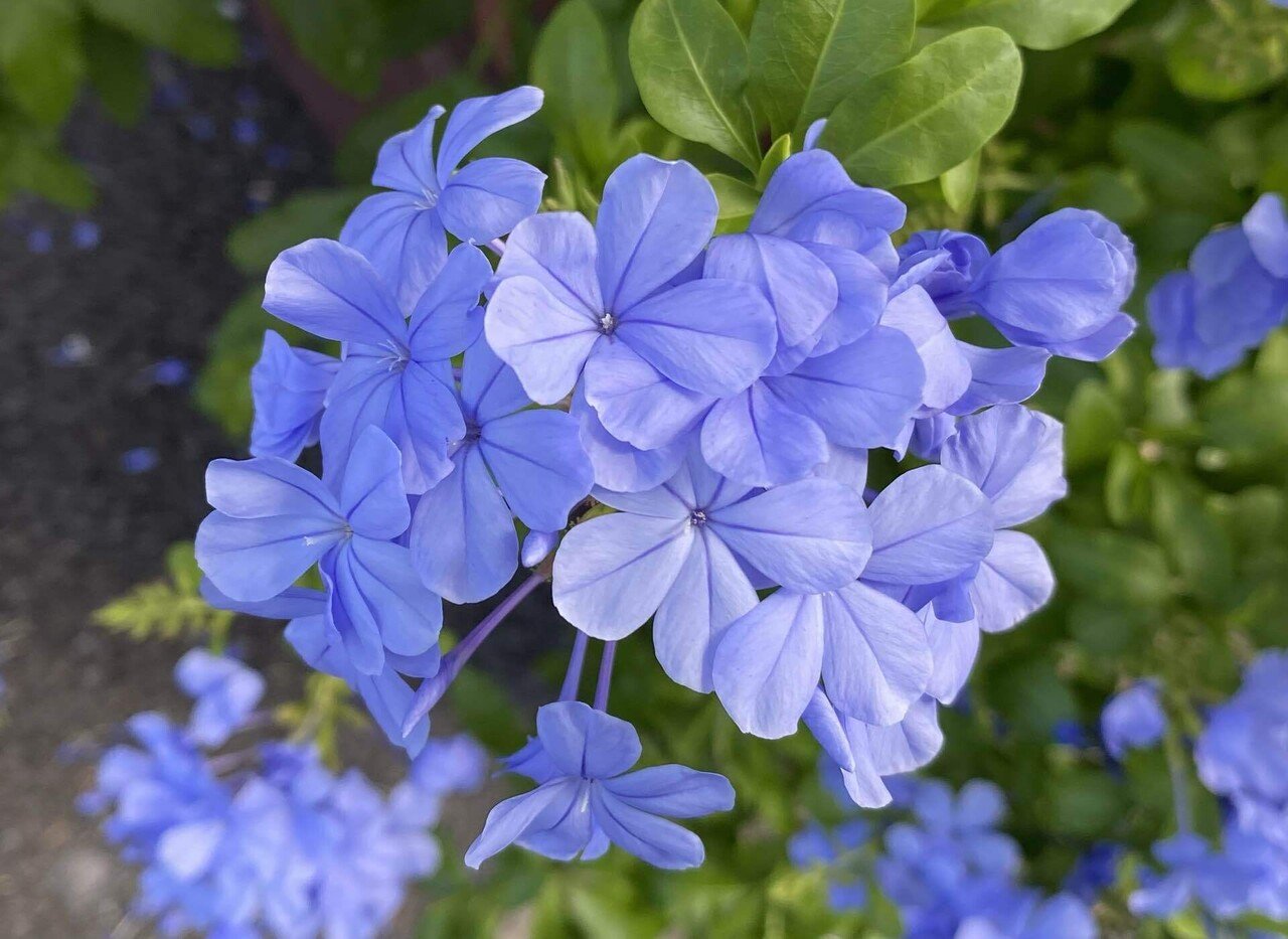 ルリマツリの花が綺麗です 之哲 Yuki Satoru Note