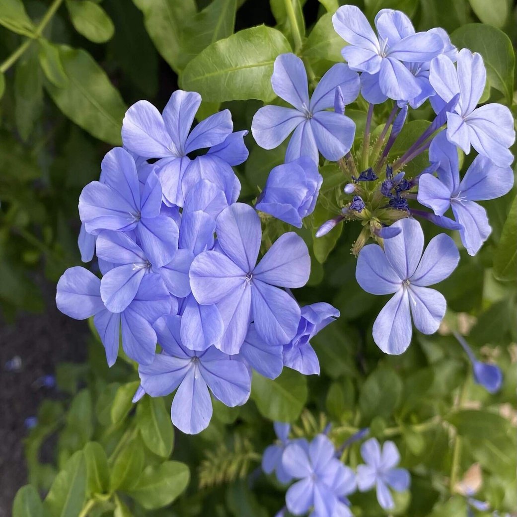 ルリマツリの花が綺麗です 之哲 Yuki Satoru Note