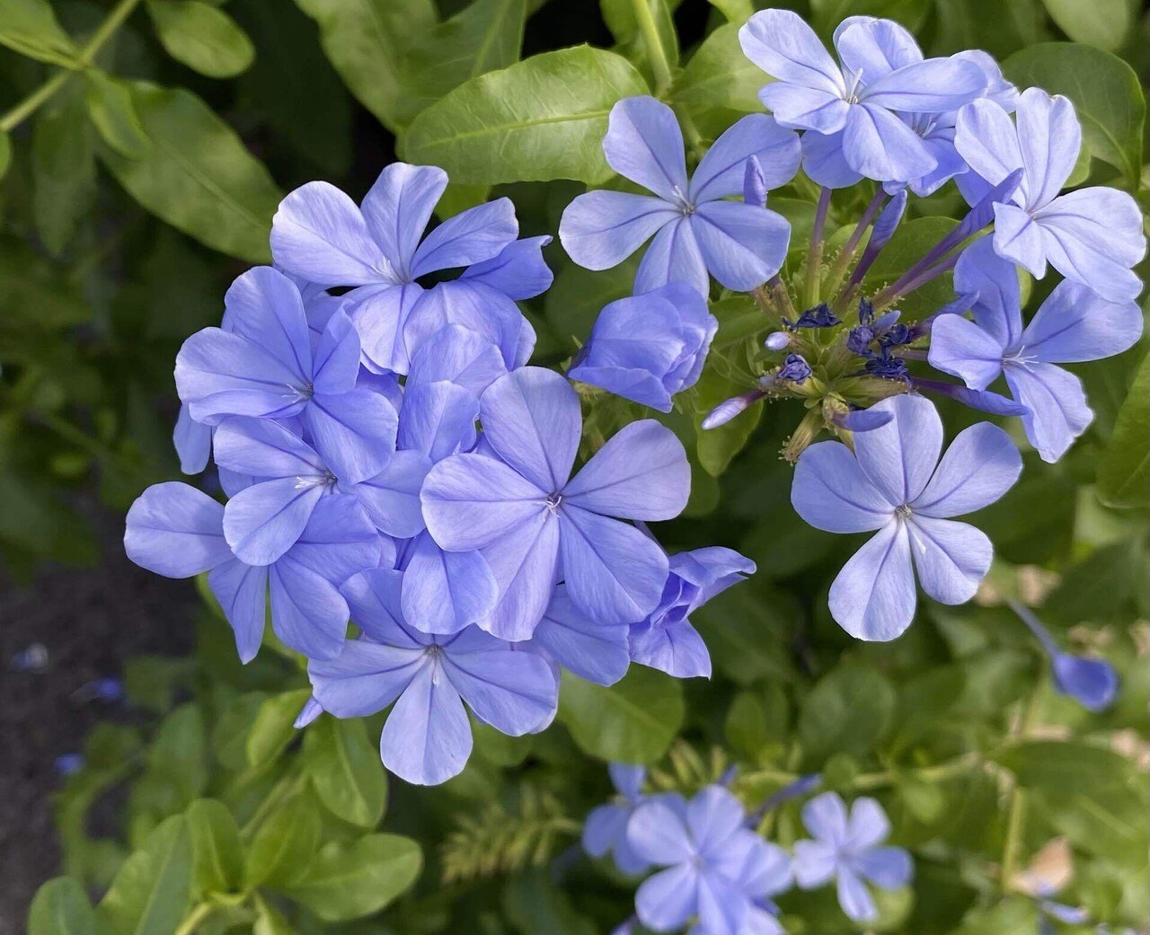 ルリマツリの花が綺麗です 之哲 Yuki Satoru Note ルリマツリの花が綺麗です 之哲 Yuki Satoru Note