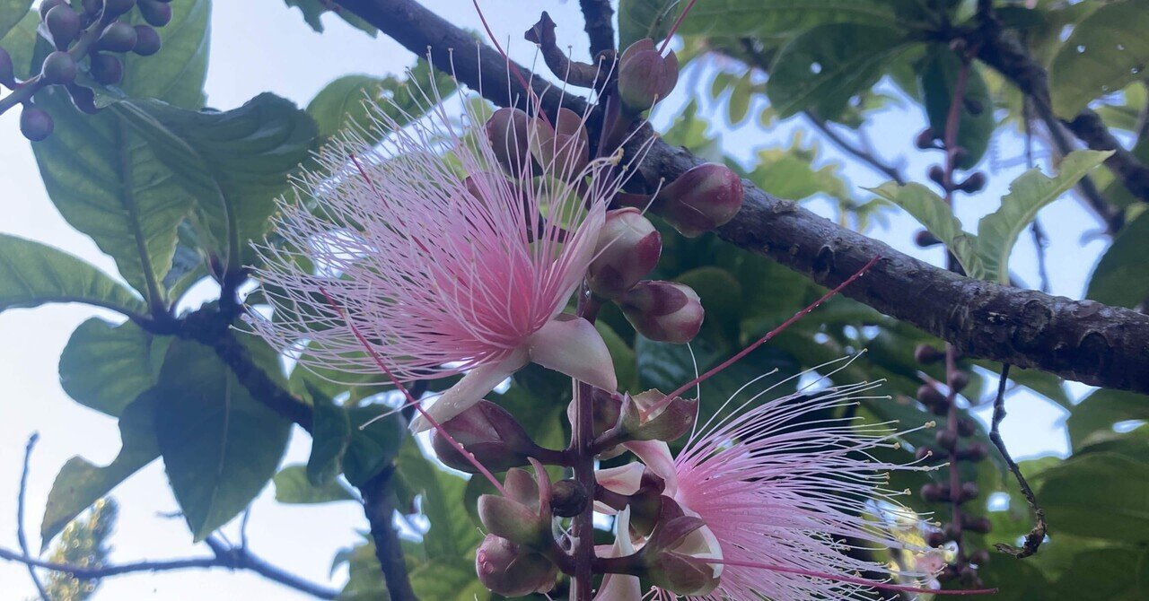 花言葉は幸運が訪れる の新着タグ記事一覧 Note つくる つながる とどける 花言葉は幸運が訪れる の新着タグ記事一覧 Note つくる つながる とどける