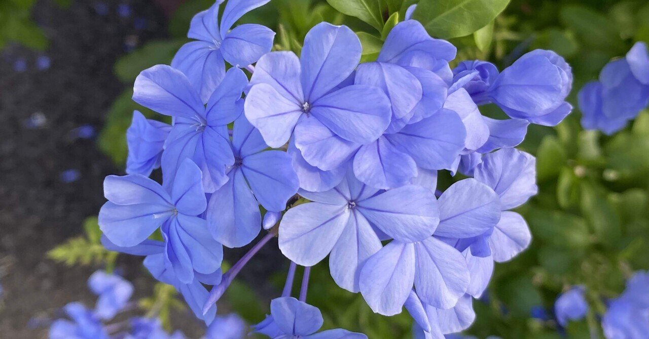 ルリマツリの花が綺麗です 之哲 Yuki Satoru Note