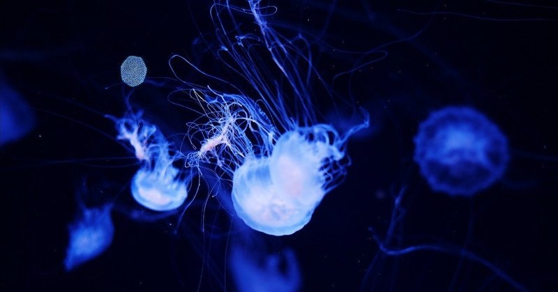 くらげは見るのも食べるのも好き の新着タグ記事一覧 Note つくる つながる とどける