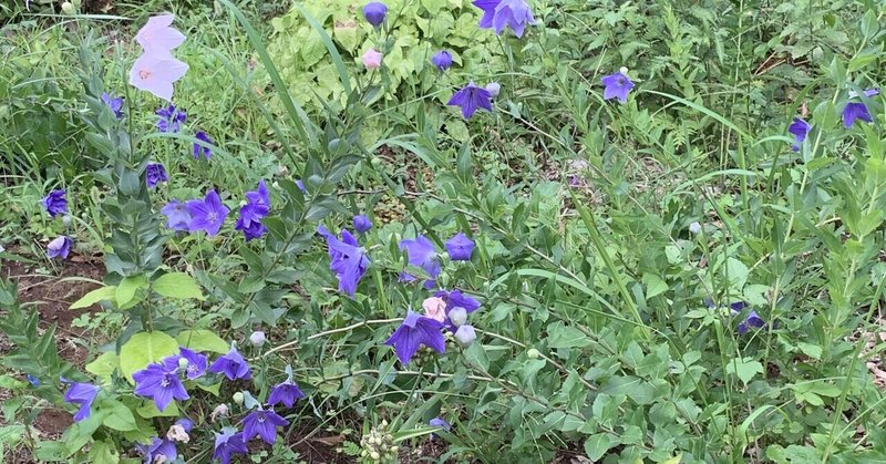 花木園 の新着タグ記事一覧 Note つくる つながる とどける