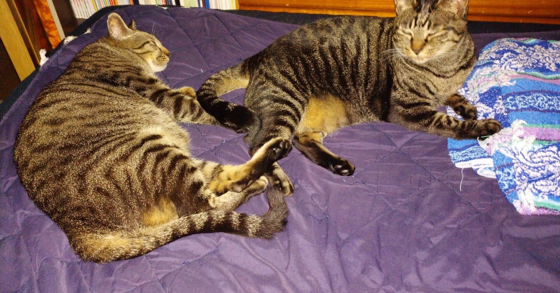 暑いが眠い ブルスカまゆ Note 暑いが眠い ブルスカまゆ Note