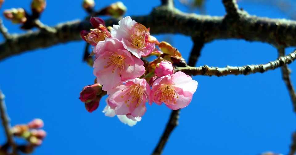 決意表明 Ruy Miyagawa 宮川類 Note