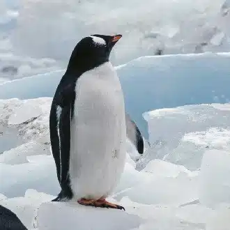 阿瀬みち