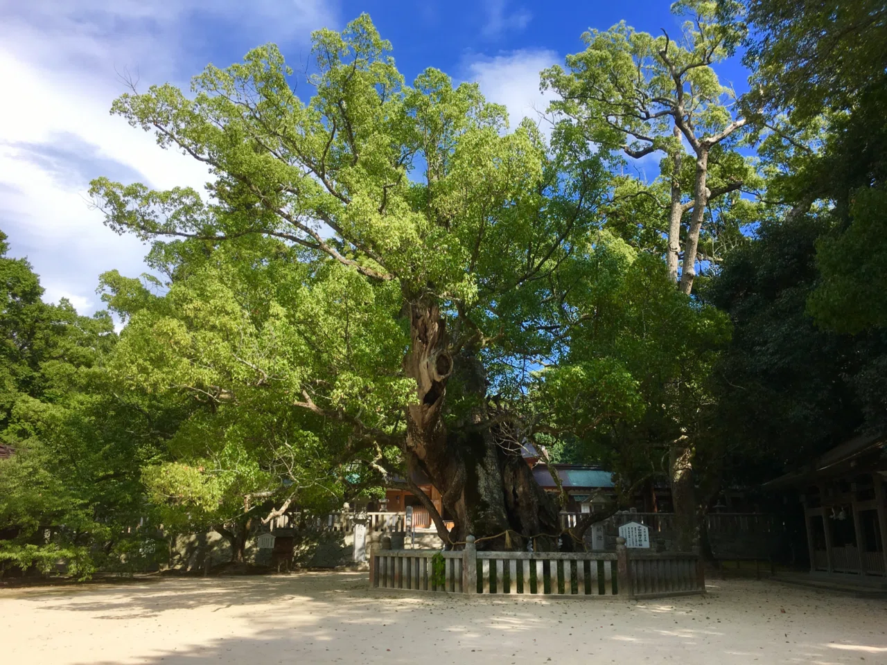 私は、村上海賊の末裔かもしれない｜琲音（はいね）