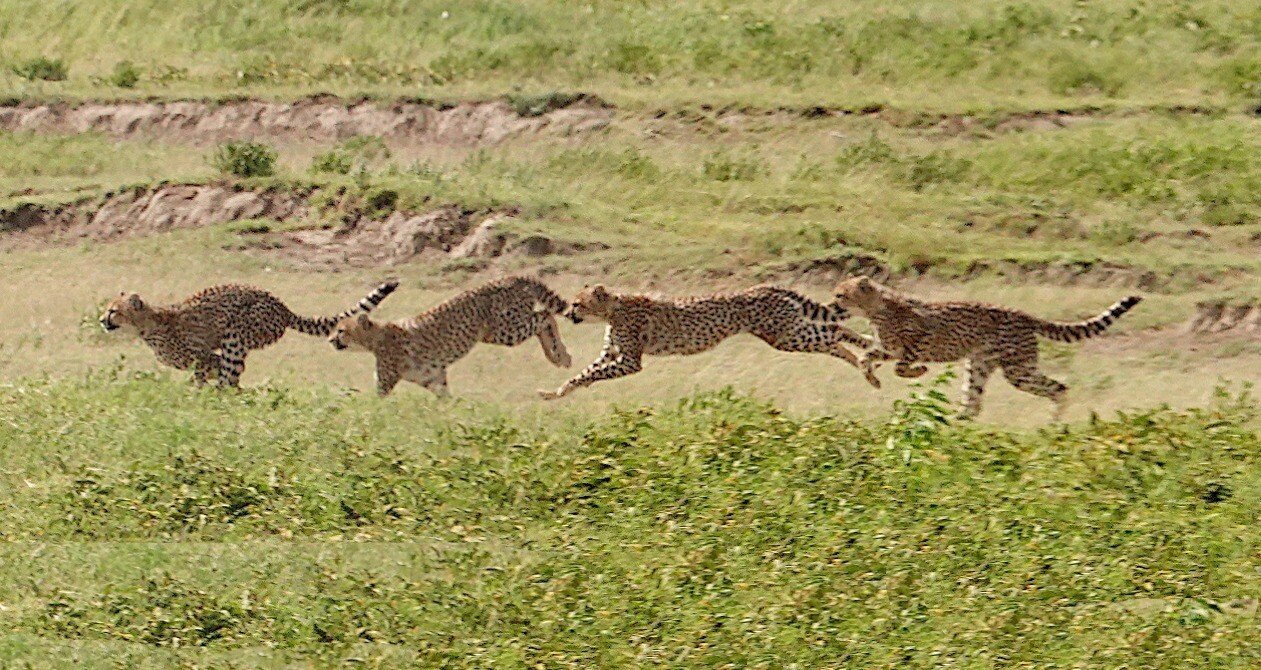 まるまるサファリの本』＊サファリ取材の裏ばなし - ケニアサファリ