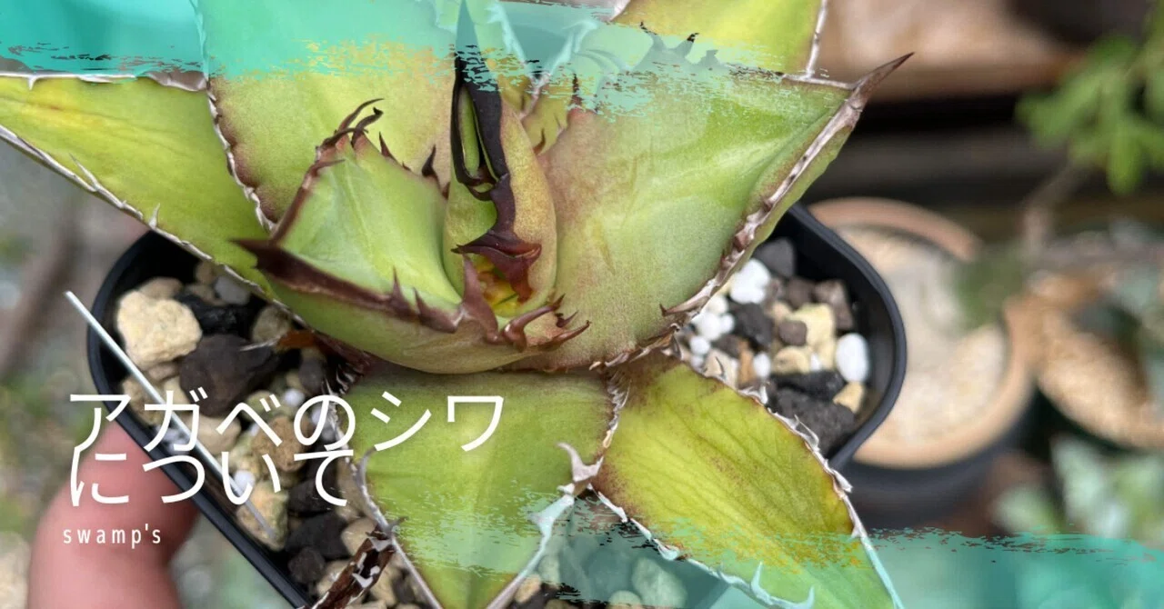 アガベ　実生株　トップ強　皺 アガベのシワが取れない理由｜swamps'