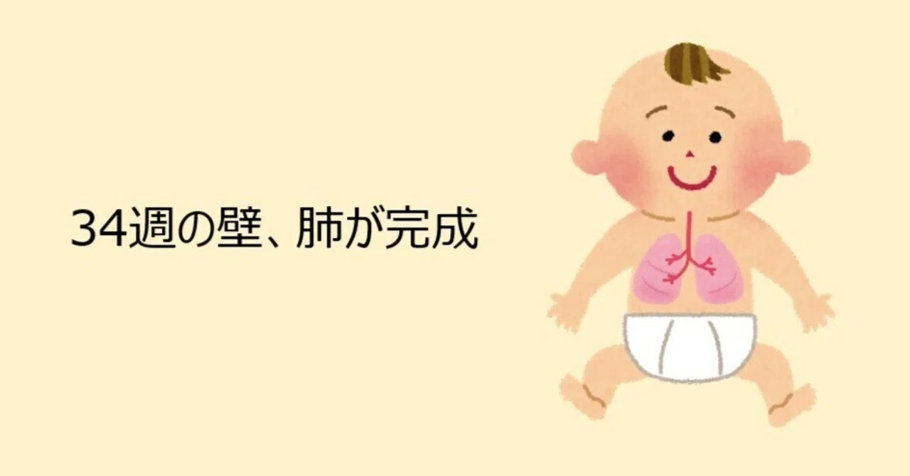 【妊娠中の胎児発生解説note】⑥34週の壁、肺が完成｜うみ