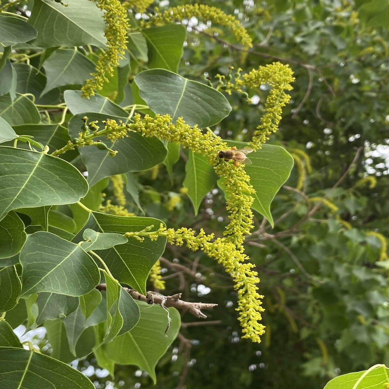 ナンキンハゼと花蜂 之哲 Yuki Satoru Note