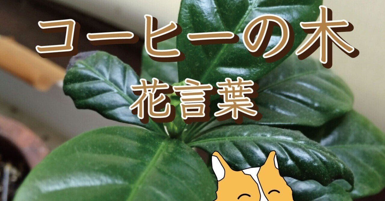 コーヒーの木の花言葉 Kogikota Note