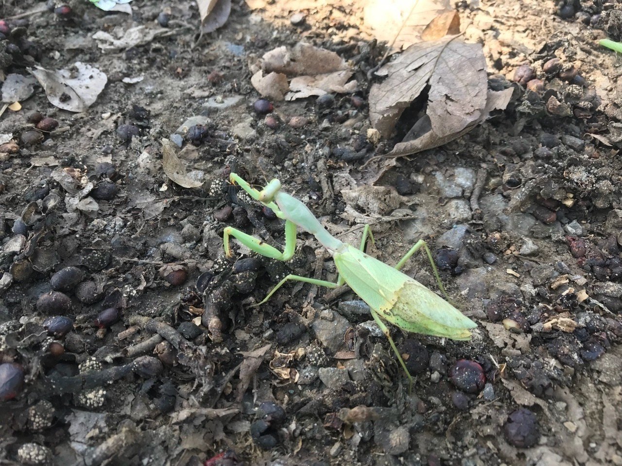 虫はもう終活の時期 マンボウ Note 虫はもう終活の時期 マンボウ Note
