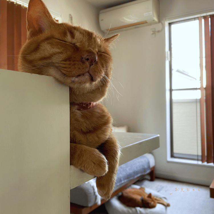 窓からシューって風が入って気持ちいいので、猫兄弟よーく寝てます。風さん、ありがとー。本日の猫係、楽させてもらってます。