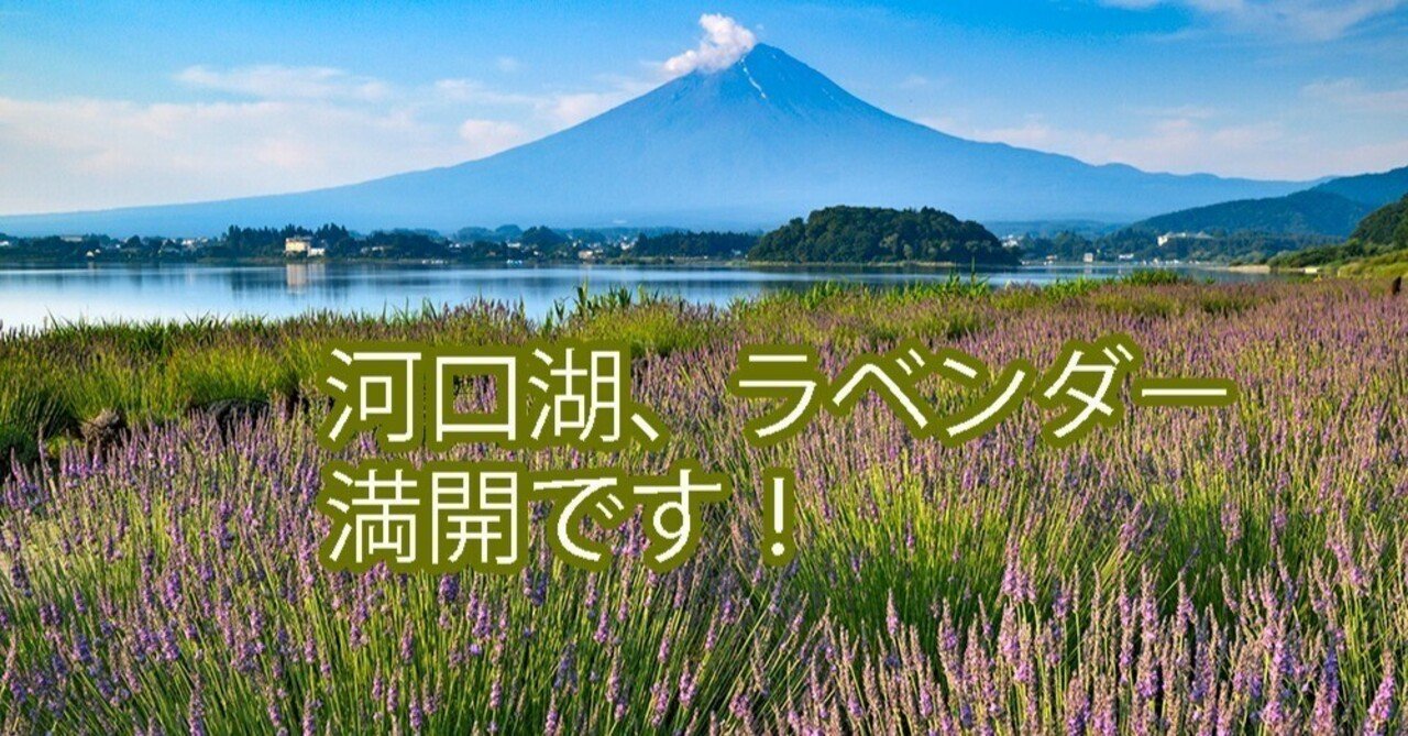 河口湖のラベンダーが満開になりました かとちゃんの静岡ぐらし Note