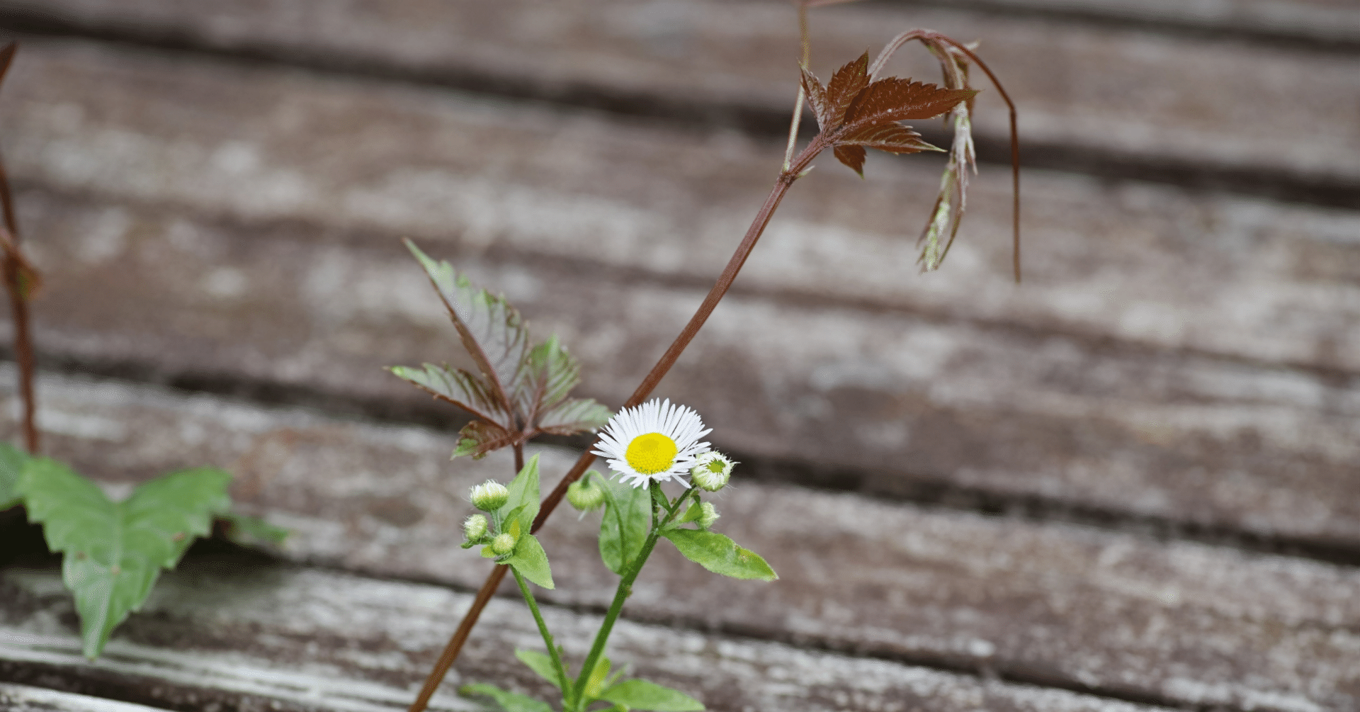 タービダイトって ゆるく楽しむ日曜地質学 22年7月10日号 ゆるく楽しむ Note