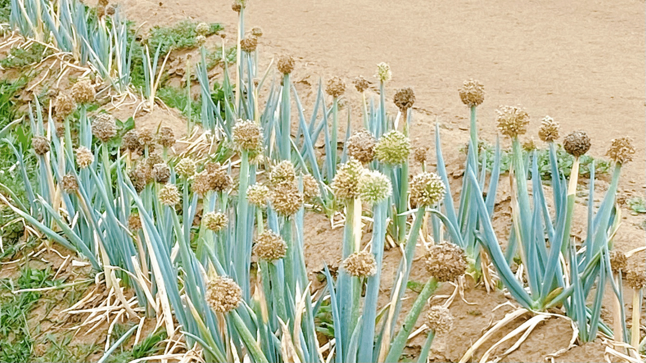 最近 野菜の花にも花言葉があると知ってから 畑の野菜を見ると花 がないか気になるようになりました 外出中に見つけたねぎぼうずたちをパシャり まるっとしててかわいいですよね 日照りが強いせいか 焦げててもは ふーふーちゃんねる の嫁です Note